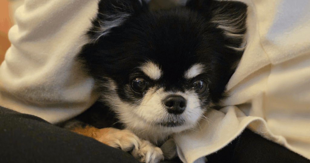 S25 Ultraで撮影した愛犬の画像